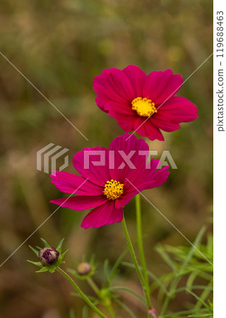 Close-up of cosmos petals Close-up of cosmos petals 119688463