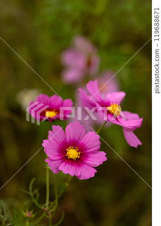 Cosmos petals in full bloom Cosmos petals in full bloom 119688671
