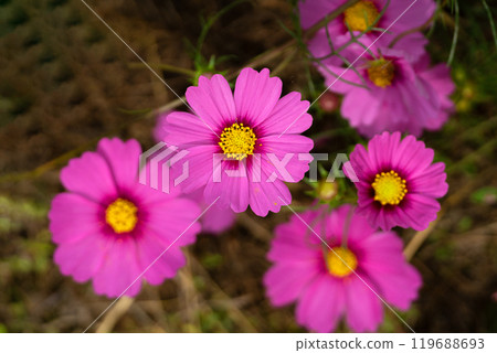 Cosmos petals in full bloom Cosmos petals in full bloom 119688693