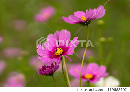 波斯菊花瓣盛開 119688702