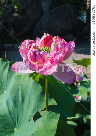 Blooming pink lotus flower in summer in pond in Asia closeup 119688766