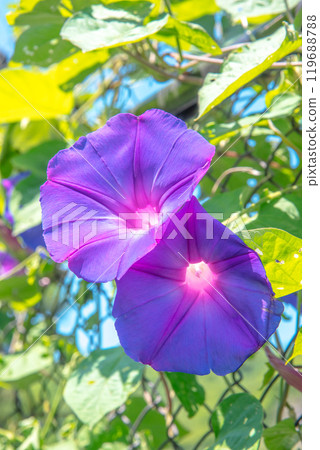 牽牛花 牽牛花 119688788