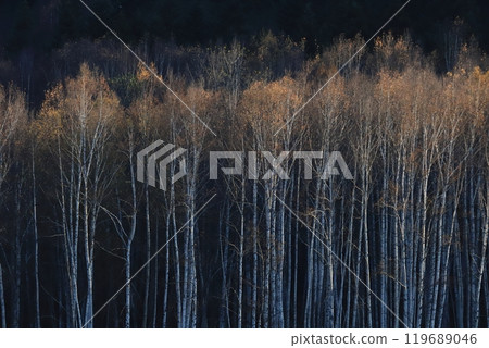 Late autumn in Hokkaido: A birch forest with autumn leaves illuminated by the setting sun Late autumn in Hokkaido: A birch forest with autumn leaves illuminated by the setting sun 119689046