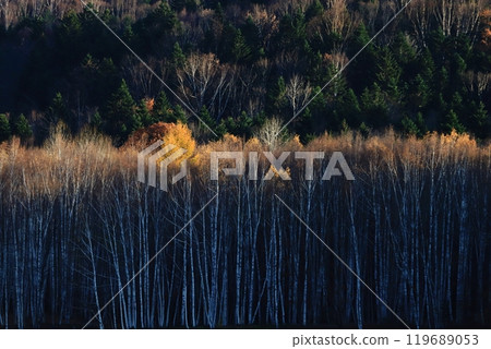Late autumn in Hokkaido: A mixed forest of birch trees and other trees with autumn leaves illuminated by the setting sun Late autumn in Hokkaido: A mixed forest of birch trees and other trees with autumn leaves illuminated by the setting sun 119689053