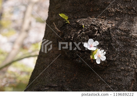 Cherry Blossoms Cherry Blossoms 119689222