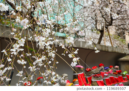 Kyoto Shiunzan Chohoji Temple, Jizo statue at Rokkakudo and weeping cherry blossoms (Nakagyo Ward, Kyoto City) 119689307