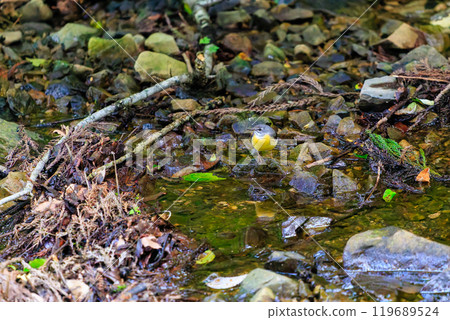 A beautiful grey wagtail (Wagtailidae) bathing and flapping its wings in a stream. Hachioji Castle ruins, Hachioji City, Tokyo. May 2024. 119689524