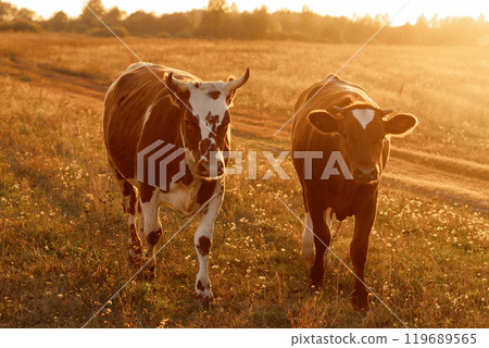 A two ow walks through a field of tall grass at sunset. 119689565