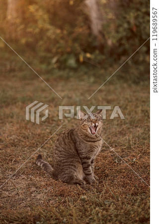 Cat yawning with its mouth wide open Cat yawning with its mouth wide open 119689567
