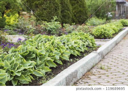 Beautiful hosta plants on decorative flowerbed next to paved footpath, Hosta sieboldiana, selective focus. Beautiful hosta plants on decorative flowerbed next to paved footpath, Hosta sieboldiana, selective focus. 119689695