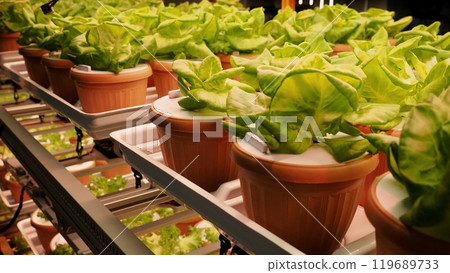Indoor farm Hydroponic plants growing under LED lights and electric fan to reduce CO2 emission. Indoor vertical farm or vegetable farming that use new technology of seeding plants on vertical stack. 119689733