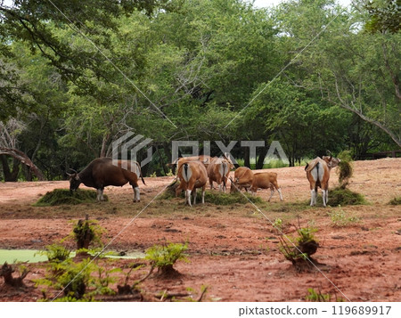 Banteng Herd Feeding in EnclosureBanteng Herd Feeding in Enclosure. Banteng Herd Feeding in EnclosureBanteng Herd Feeding in Enclosure. 119689917