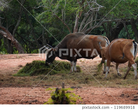 Banteng Herd Feeding in EnclosureBanteng Herd Feeding in Enclosure. Banteng Herd Feeding in EnclosureBanteng Herd Feeding in Enclosure. 119689918