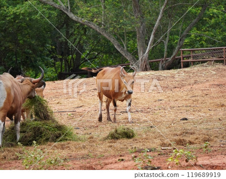 Banteng Herd Feeding in EnclosureBanteng Herd Feeding in Enclosure. Banteng Herd Feeding in EnclosureBanteng Herd Feeding in Enclosure. 119689919