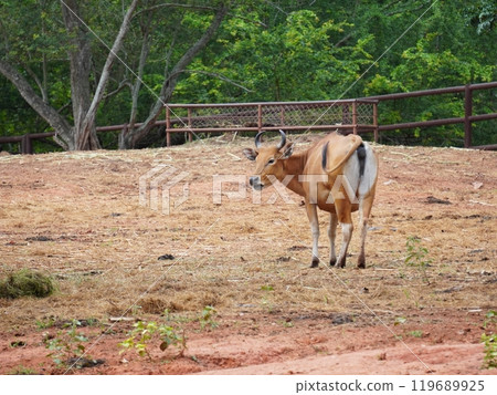 Banteng Herd Feeding in EnclosureBanteng Herd Feeding in Enclosure. Banteng Herd Feeding in EnclosureBanteng Herd Feeding in Enclosure. 119689925