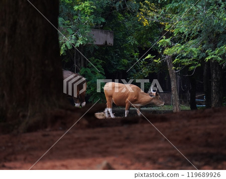 Banteng Herd Feeding in EnclosureBanteng Herd Feeding in Enclosure. Banteng Herd Feeding in EnclosureBanteng Herd Feeding in Enclosure. 119689926