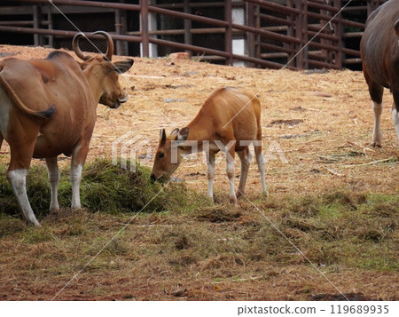 Banteng Herd Feeding in EnclosureBanteng Herd Feeding in Enclosure. Banteng Herd Feeding in EnclosureBanteng Herd Feeding in Enclosure. 119689935