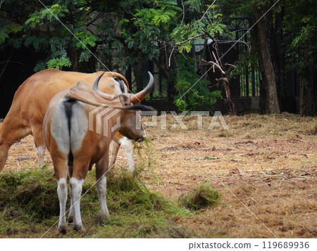 Banteng Herd Feeding in EnclosureBanteng Herd Feeding in Enclosure. Banteng Herd Feeding in EnclosureBanteng Herd Feeding in Enclosure. 119689936