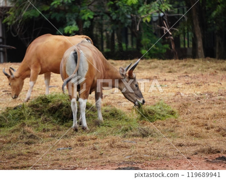 Banteng Herd Feeding in EnclosureBanteng Herd Feeding in Enclosure. Banteng Herd Feeding in EnclosureBanteng Herd Feeding in Enclosure. 119689941