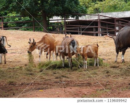 Banteng Herd Feeding in EnclosureBanteng Herd Feeding in Enclosure. Banteng Herd Feeding in EnclosureBanteng Herd Feeding in Enclosure. 119689942