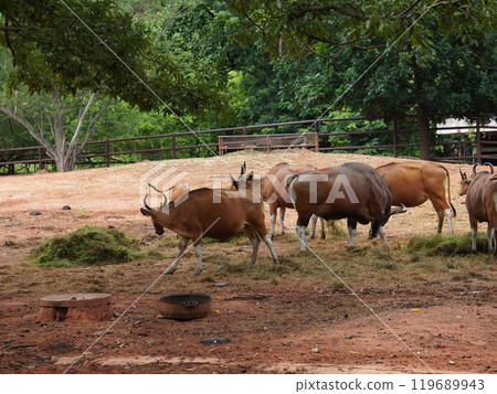 Banteng Herd Feeding in EnclosureBanteng Herd Feeding in Enclosure. Banteng Herd Feeding in EnclosureBanteng Herd Feeding in Enclosure. 119689943