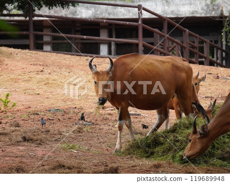 Banteng Herd Feeding in EnclosureBanteng Herd Feeding in Enclosure. 119689948