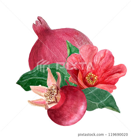 Pomegranate flowers, fruits and leaves watercolor composition isolated on white. Hand drawn realistic vibrant design for tea packages, cards, restaurant menu, prints. Autumn plant clip art. Red, green Pomegranate flowers, fruits and leaves watercolor composition isolated on white. Hand drawn realistic vibrant design for tea packages, cards, restaurant menu, prints. Autumn plant clip art. Red, green 119690020