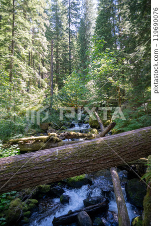A flowing stram surrounded by greenery on the Silver Falls Loop Trail, WA. 119690076