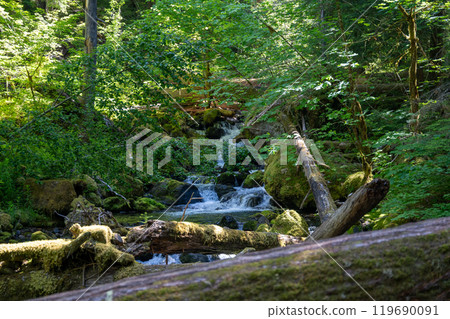 A flowing stram surrounded by greenery on the Silver Falls Loop Trail, WA. 119690091
