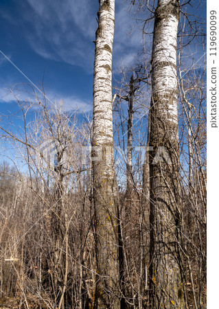 Views of dried prairie and trees during a sunny spring day at a MN state park. 119690099