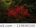 Spider lilies shining in the dark forest 119690100