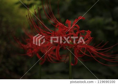 Spider lilies shining in the dark forest Spider lilies shining in the dark forest 119690100