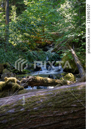 A flowing stram surrounded by greenery on the Silver Falls Loop Trail, WA. 119690107