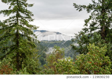 A moody and scenic view of Washington state mountains with a lot of greenery. 119690230