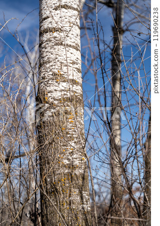 Views of dried prairie and trees during a sunny spring day at a MN state park. 119690238