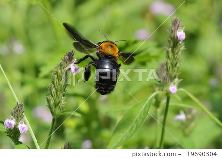 木匠蜂飛來尋找花蜜 119690304