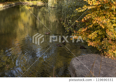 A lake with wild ducks. Autumn landscape by the lake. Wild birds 119690331