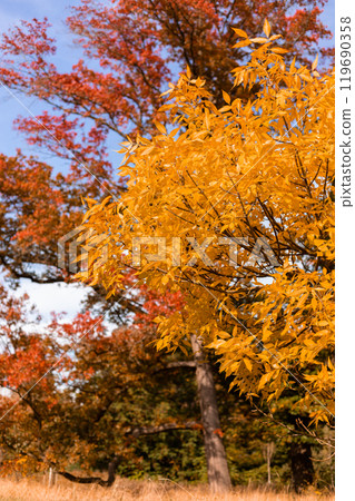 Yellow and red leaves on the trees. Autumn landscape. Nature in October 119690358