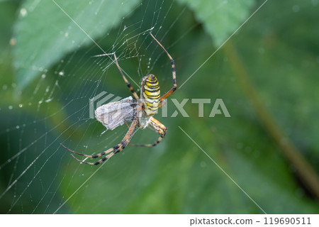 捕食昆蟲的黃蜂蜘蛛 119690511