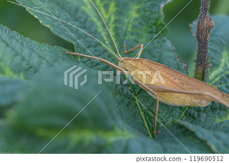 Ducetia japonicum（棕色型） 119690512