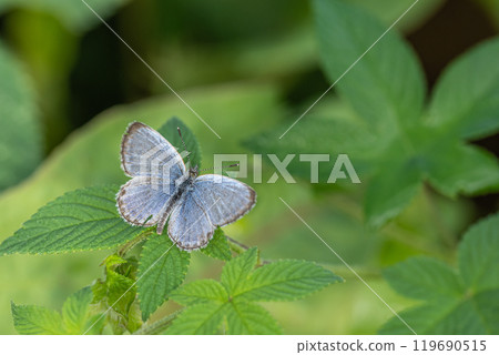 大和Shizimi 119690515