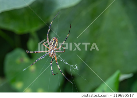 A long-jawed orb spider building a nest in the grass A long-jawed orb spider building a nest in the grass 119690517