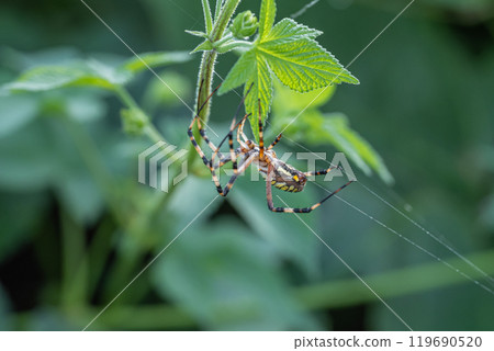A long-jawed orb spider building a nest in the grass 119690520