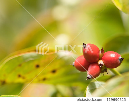 Red dogwood berries Red dogwood berries 119690823