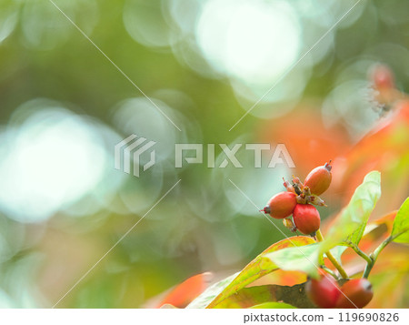 帶紅色漿果的山茱萸樹 帶紅色漿果的山茱萸樹 119690826