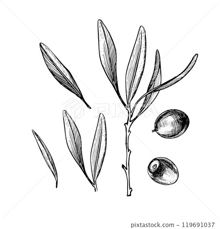 Olive branch botanical illustration, leaves and berries sketch, vector illustration for oil and natural olive products. Hand drawn illustration isolated on white. Olive branch botanical illustration, leaves and berries sketch, vector illustration for oil and natural olive products. Hand drawn illustration isolated on white. 119691037