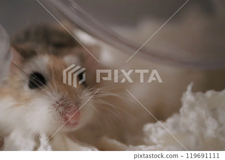 Hamster hiding under a pulley 119691111