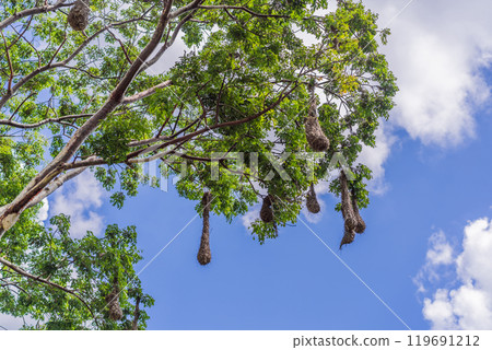 Bird nests of Montezuma Oropendola hanging from tree branches against a cloudy sky. Nature, wildlife, and habitat concept Bird nests of Montezuma Oropendola hanging from tree branches against a cloudy sky. Nature, wildlife, and habitat concept 119691212