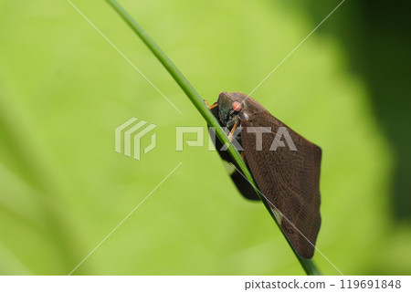Chinese grasshopper (invasive species) 119691848