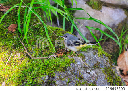 A beautiful grey wagtail (Wagtailidae) searching for food in a mossy stream. Hachioji Castle ruins, Hachioji, Tokyo. Photo taken in May 2024. 119692203